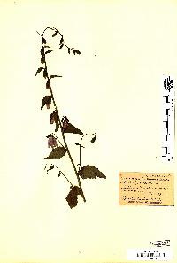 spécimen de Campanula rapunculoides